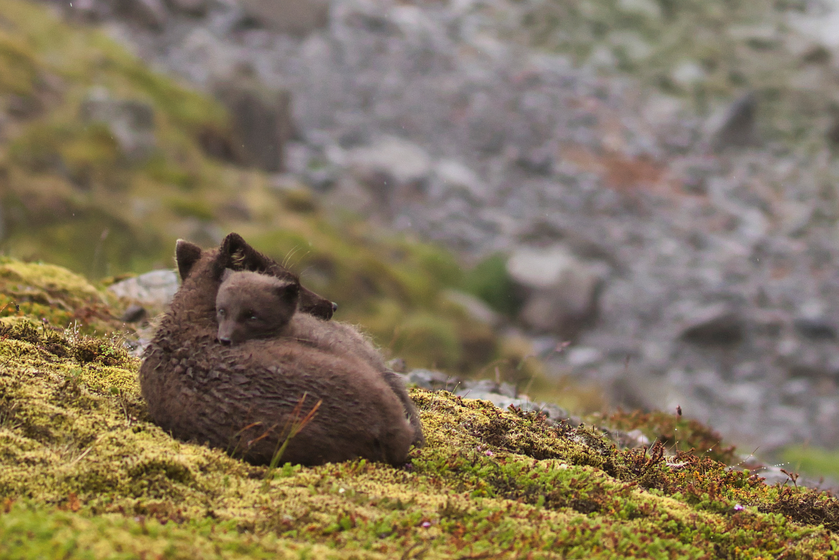 Brown arctic fox mother and cub cuddling