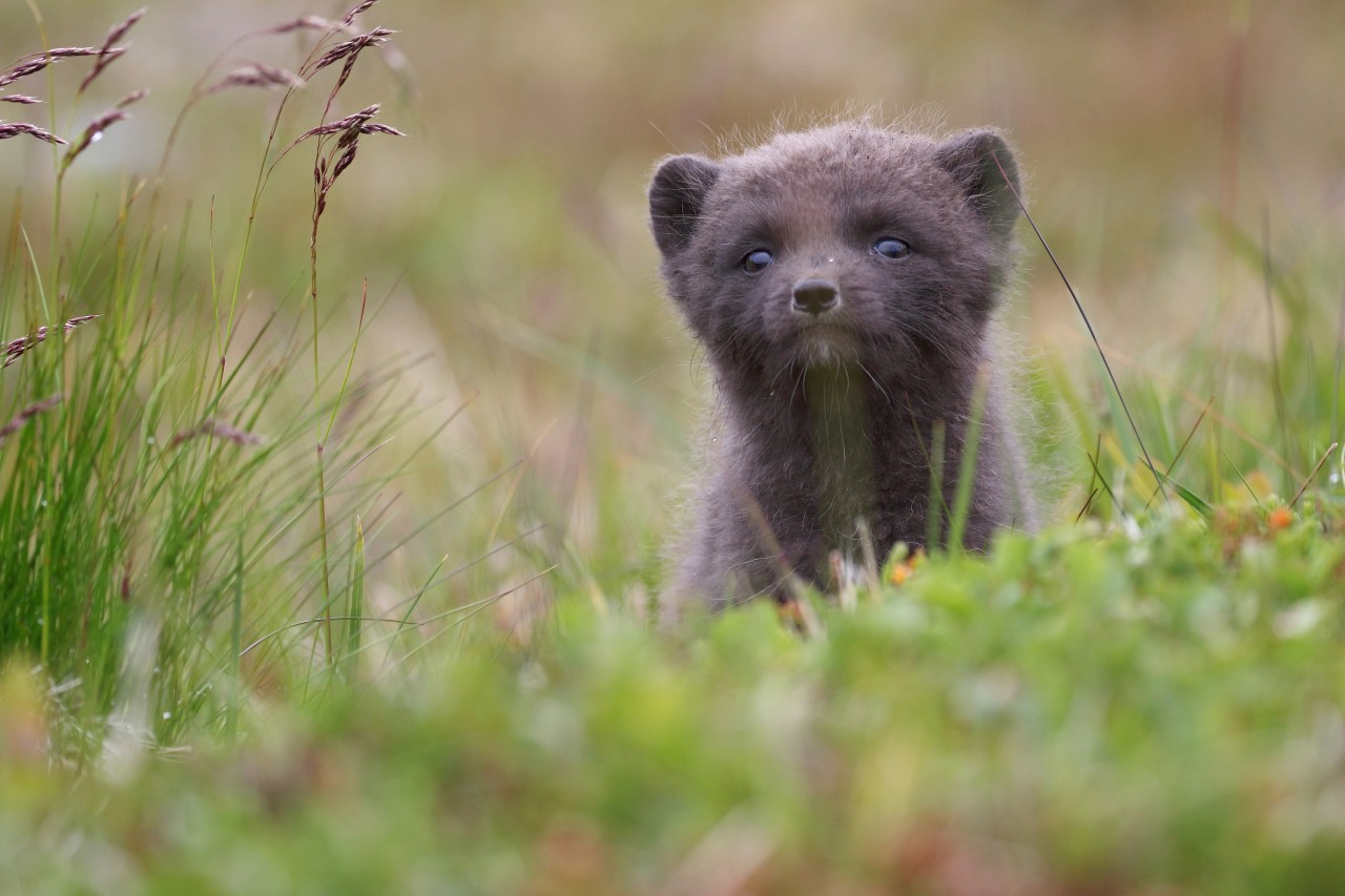 Cute arctic fox cub curiously looking up from the meadow